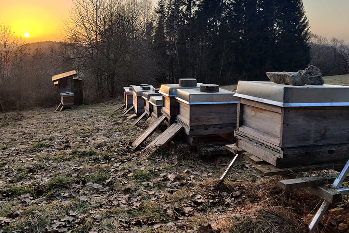 Bienenstöcke im Sonnenuntergang, Bayern